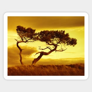 Tree Dance (Sepia) Sticker